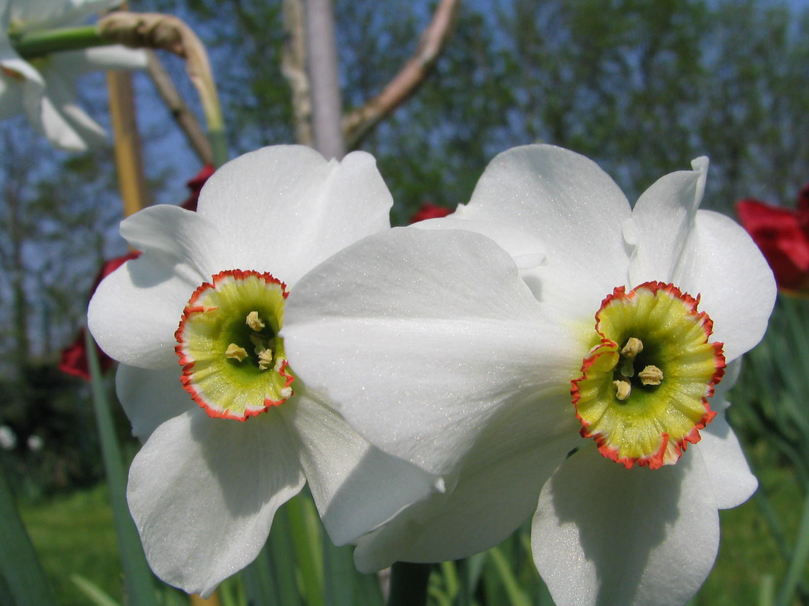 Fonds d'cran Nature Fleurs 