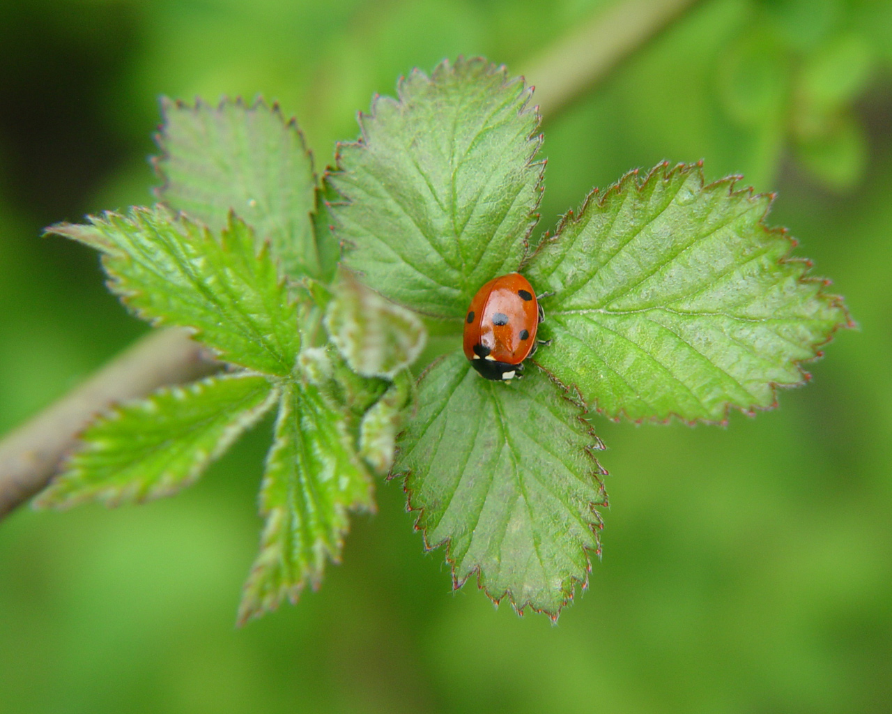 Fonds d'cran Animaux Insectes - Coccinelles Cocci ... cocci ... coccinelle