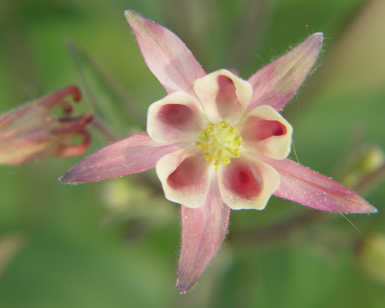 Fonds d'cran Nature Fleurs Ancolie et non mlancolie