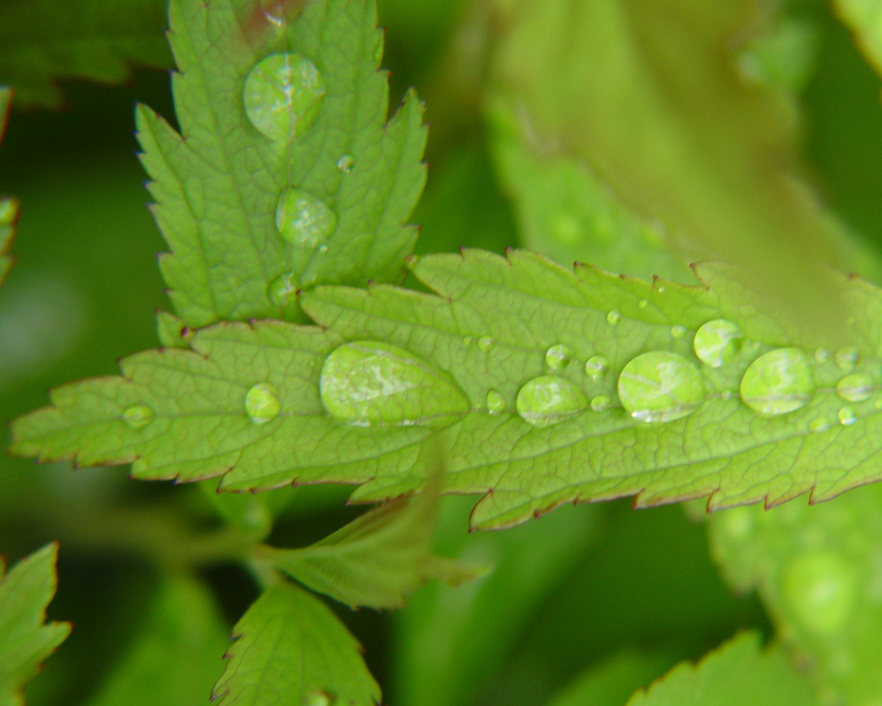 Fonds d'cran Nature Feuilles - Feuillages Quand les gouttes se rencontrent !!