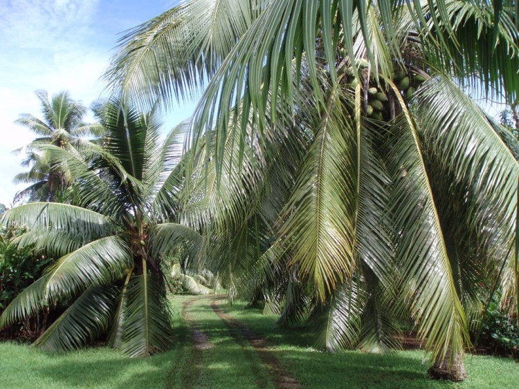 Fonds d'cran Nature Arbres - Forts alle de cocotiers