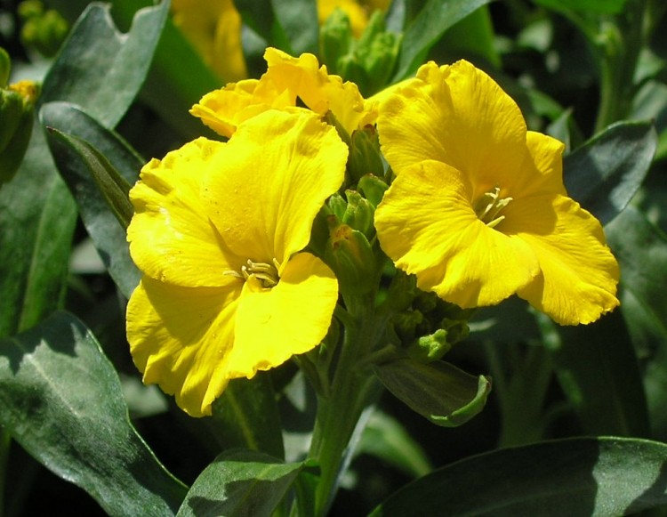 Fonds d'cran Nature Fleurs Fleur de girofle