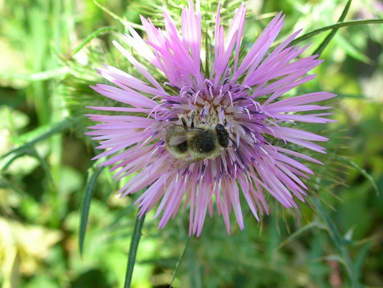 Fonds d'cran Nature Fleurs Fleur mauve visite par une abeille