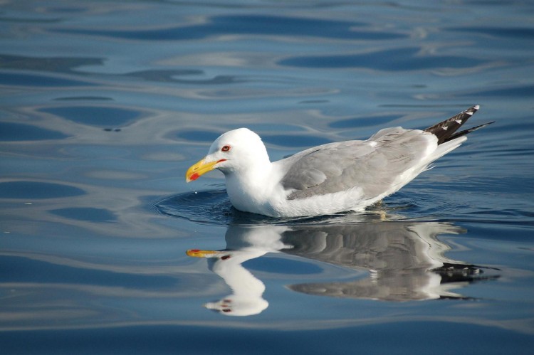 Fonds d'cran Animaux Oiseaux - Canards coucou de corse