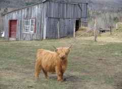 Fonds d'cran Animaux Boeuf Highland