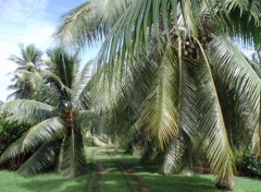 Fonds d'cran Nature alle de cocotiers