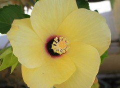 Fonds d'cran Nature Fleur d'hibiscus