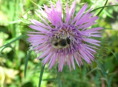 Fonds d'cran Nature Fleur mauve visite par une abeille