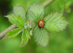 Fonds d'cran Animaux Cocci ... cocci ... coccinelle