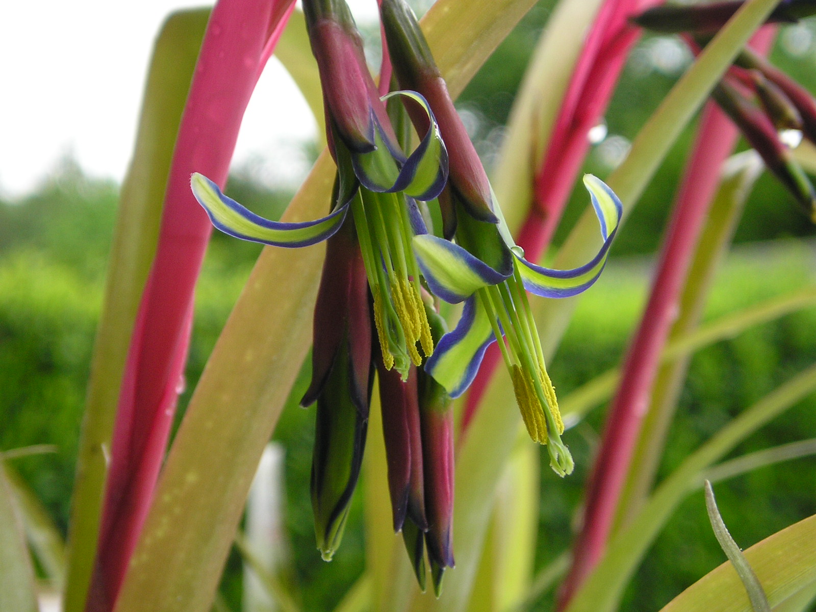 Fonds d'cran Nature Fleurs 