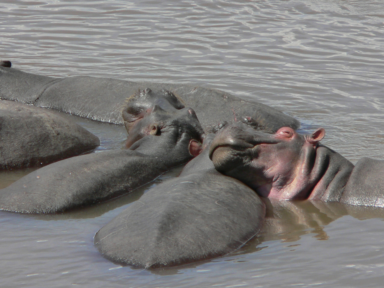 Fonds d'cran Animaux Hippopotames big smile