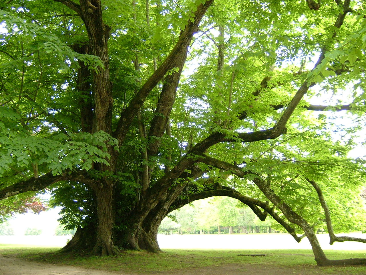 Fonds d'cran Nature Arbres - Forts arbre insolite