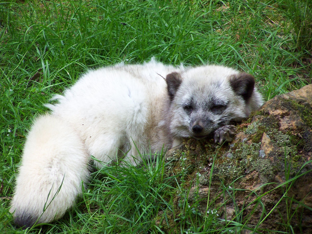 Fonds d'cran Animaux Renards Fouter moi la paix ! J'attend le soleil !!!