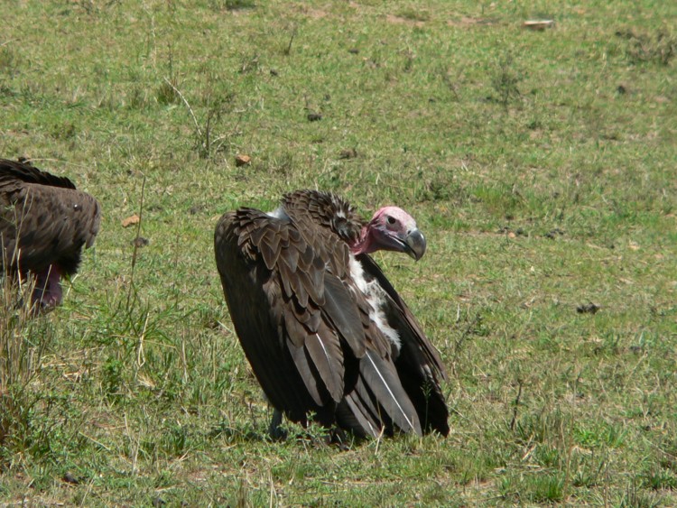 Wallpapers Animals Birds - Raptors coiff de pres