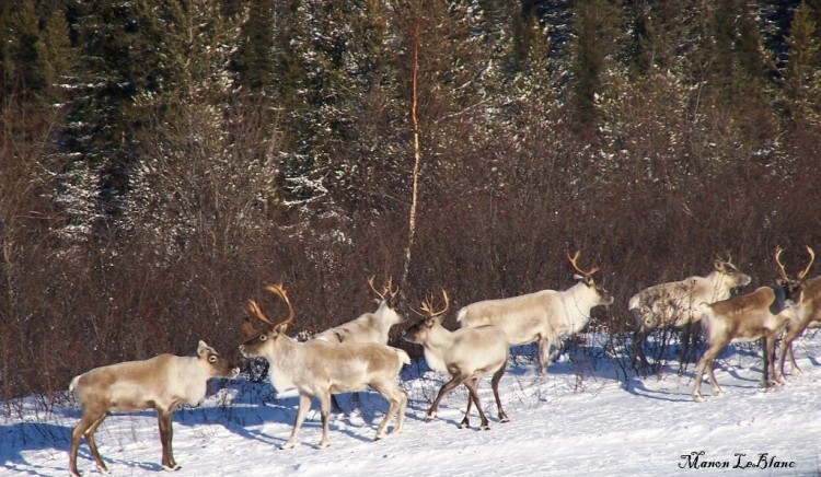 Fonds d'cran Animaux Divers Les reines du pre Noel