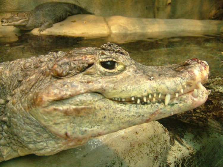 Fonds d'cran Animaux Crocodiles - Alligators - Camans caman