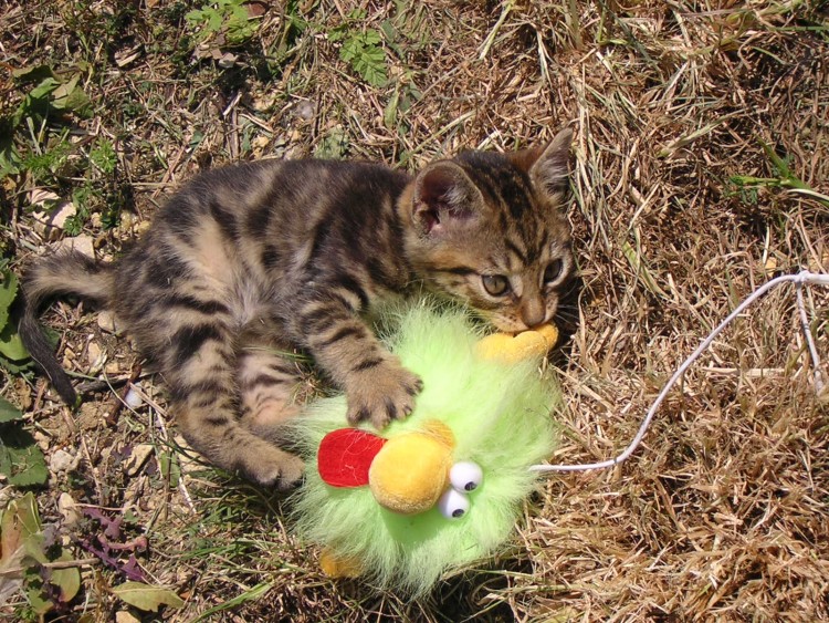 Fonds d'cran Animaux Chats - Chatons trop craquant!!!