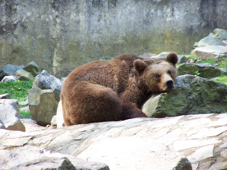 Fonds d'cran Animaux Ours Vive le repos !!!