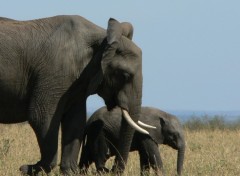 Fonds d'cran Animaux je vais plus vite que maman