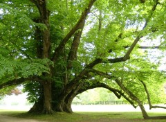 Fonds d'cran Nature arbre insolite