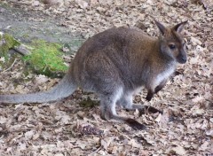 Fonds d'cran Animaux Walabi partout !