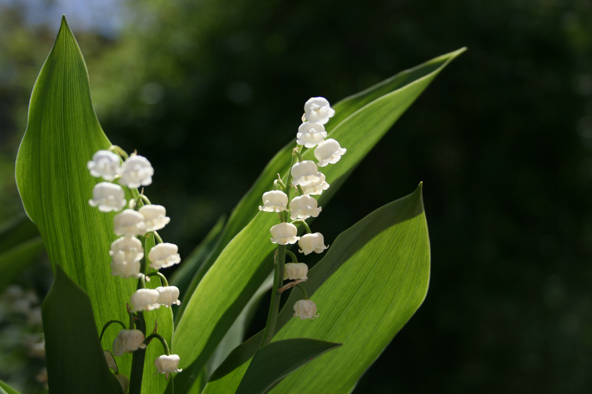 Fonds d'cran Nature Fleurs Joli brin de muguet