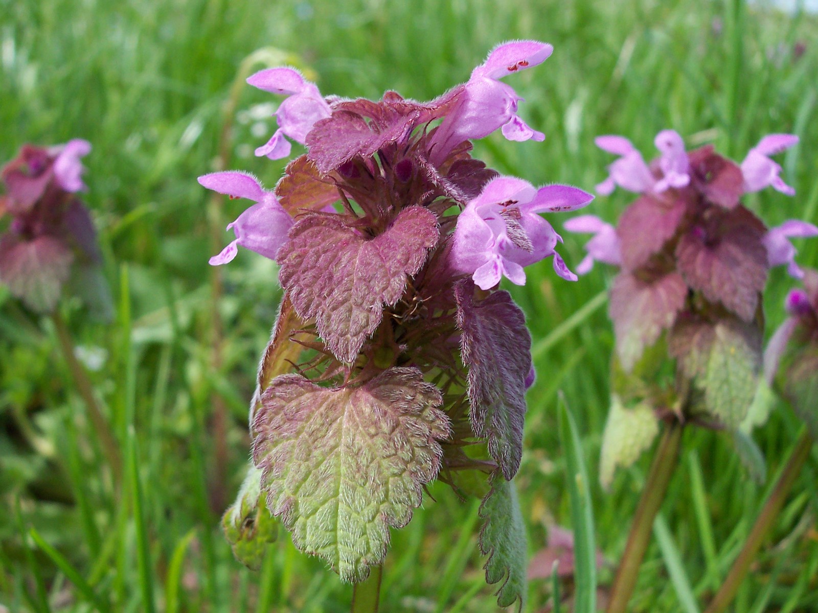 Fonds d'cran Nature Fleurs teinte mauve