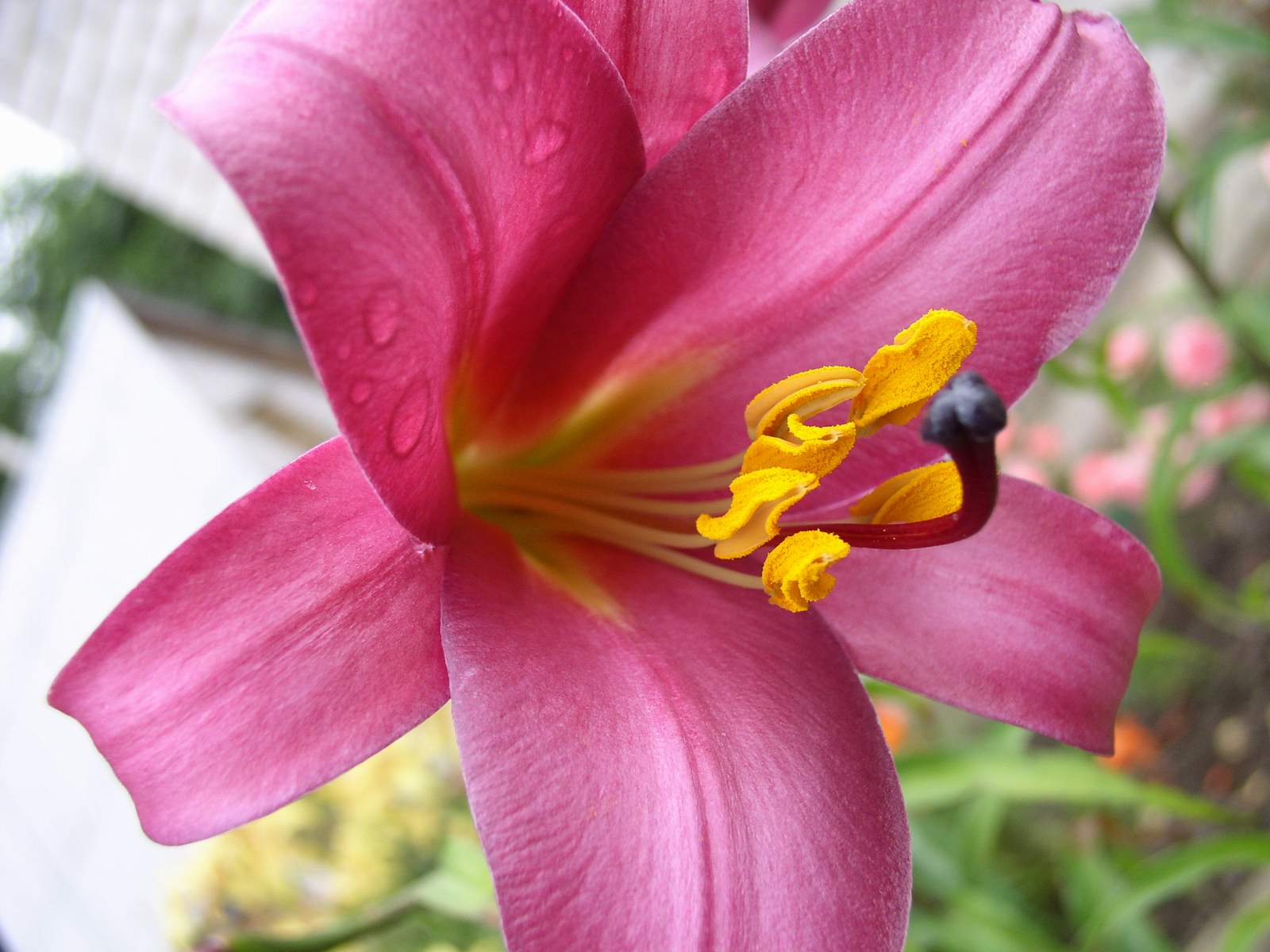 Fonds d'cran Nature Fleurs Nice Flower