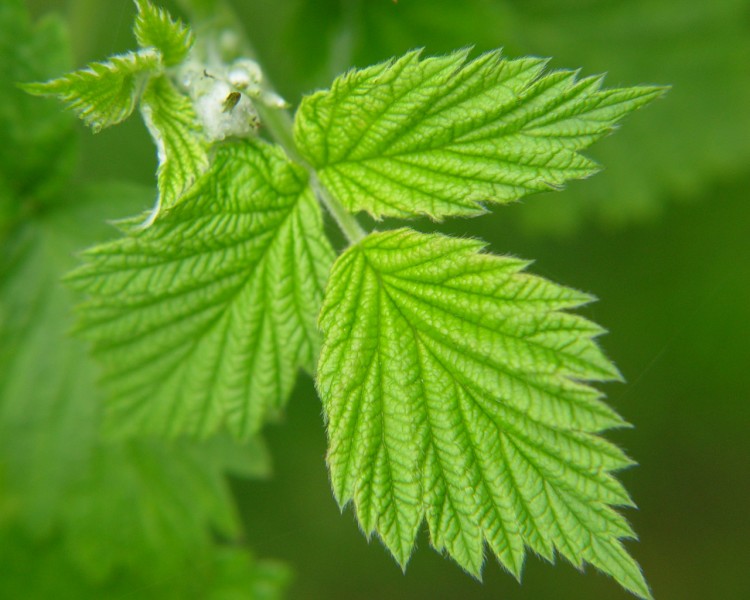 Fonds d'cran Nature Feuilles - Feuillages Je m'tire enfin !