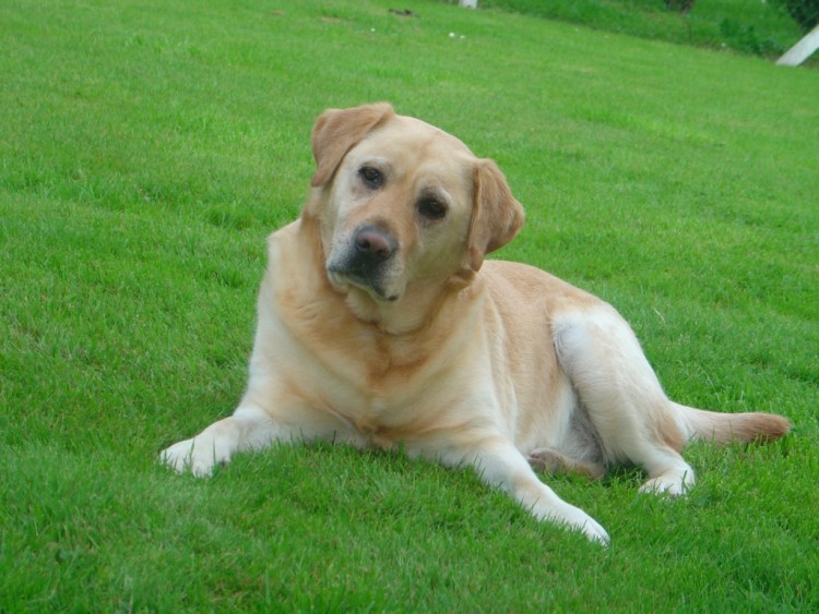 Fonds d'cran Animaux Chiens Labrador.