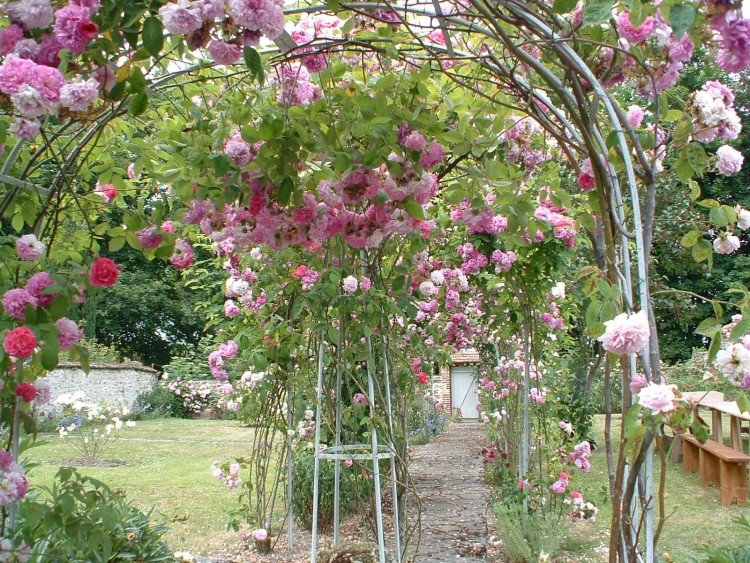 Fonds d'cran Nature Fleurs Des roses rien que des roses