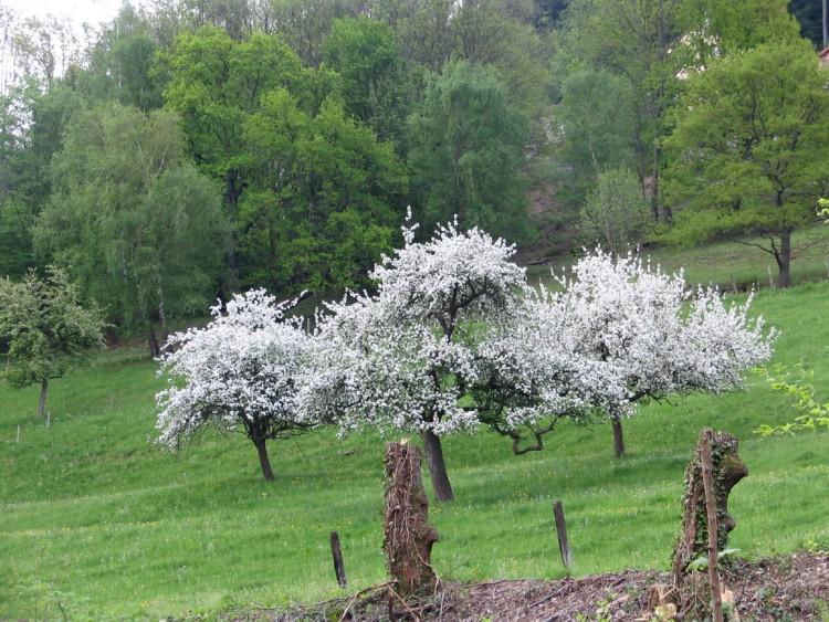 Fonds d'cran Nature Champs - Prairies ALSACE