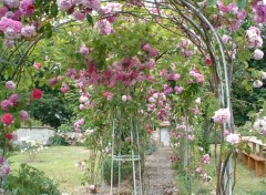 Fonds d'cran Nature Des roses rien que des roses