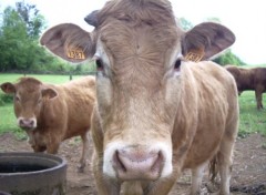 Fonds d'cran Animaux Marguerite