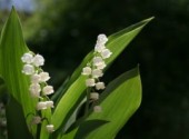 Fonds d'cran Nature Joli brin de muguet