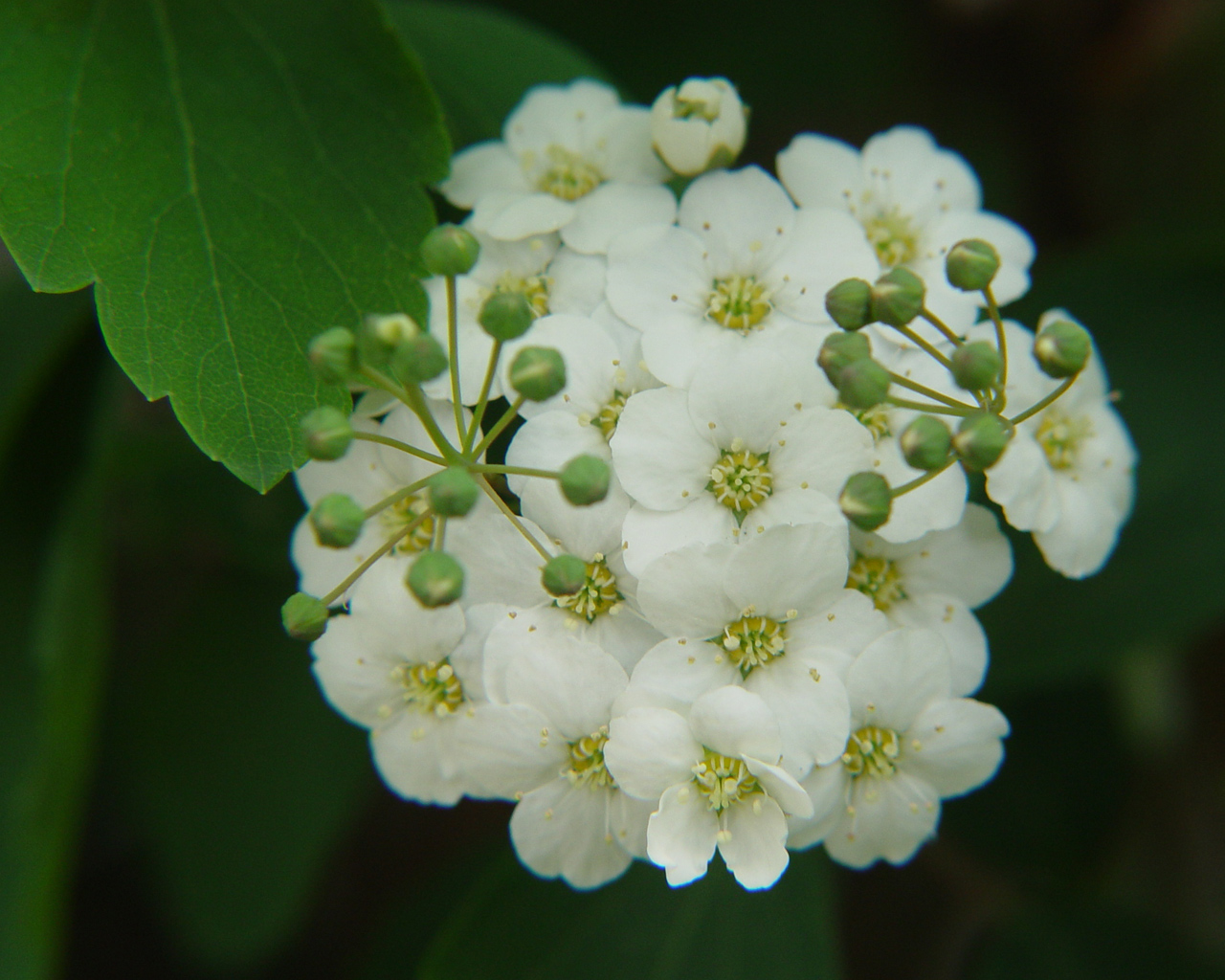 Wallpapers Nature Flowers Fleurs  papillons