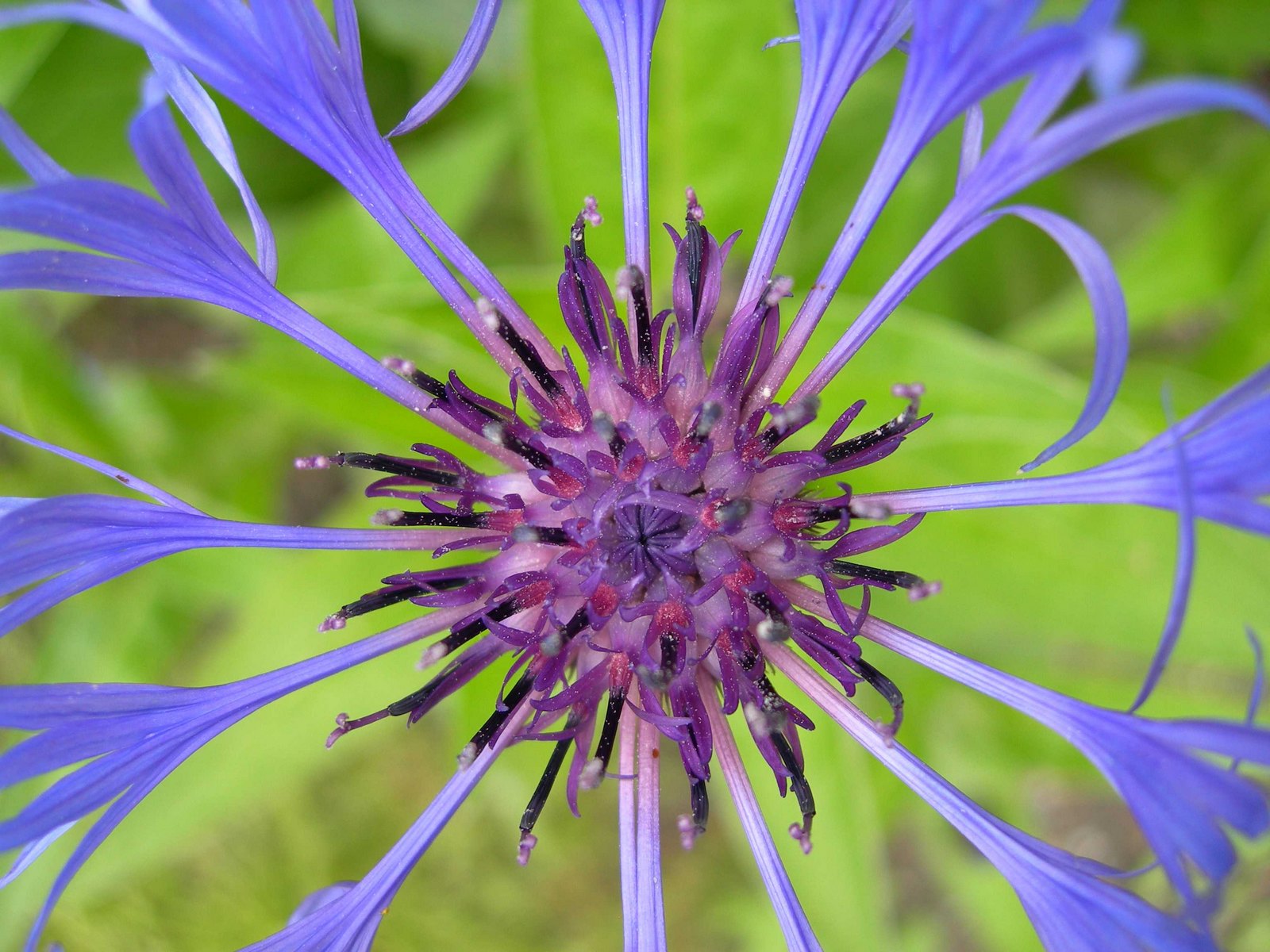 Fonds d'cran Nature Fleurs Fleur