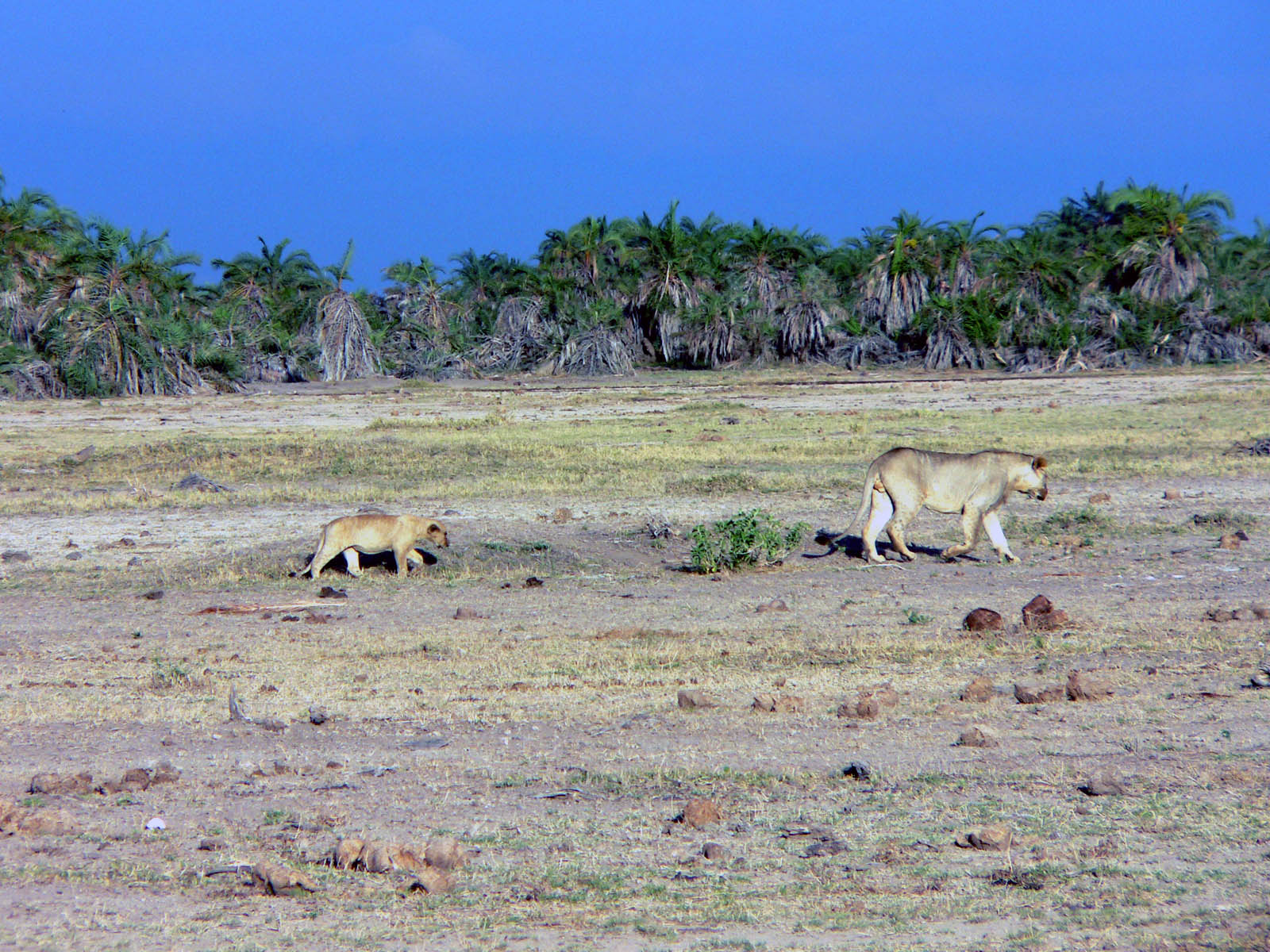 Wallpapers Animals Felines - Lions dans les traces de son grand frere