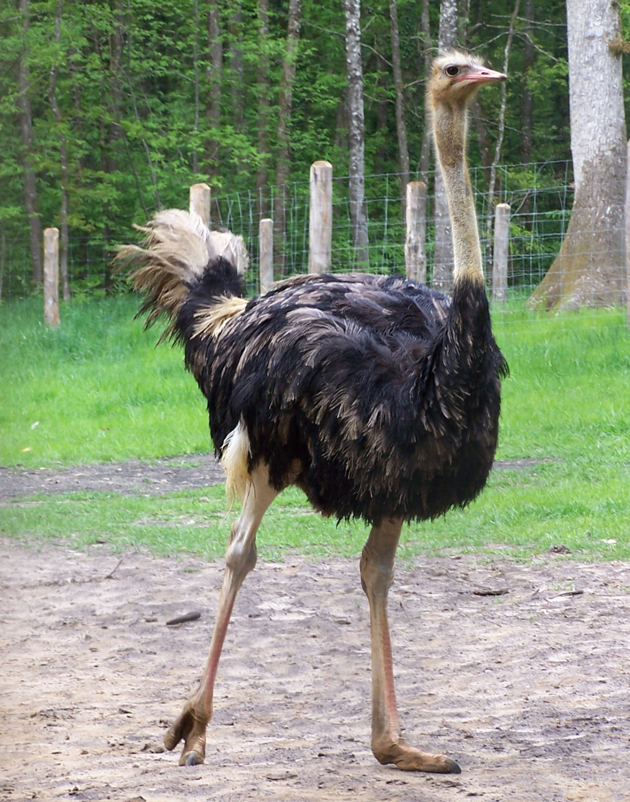 Fonds d'cran Animaux Oiseaux - Autruches et Emeus 