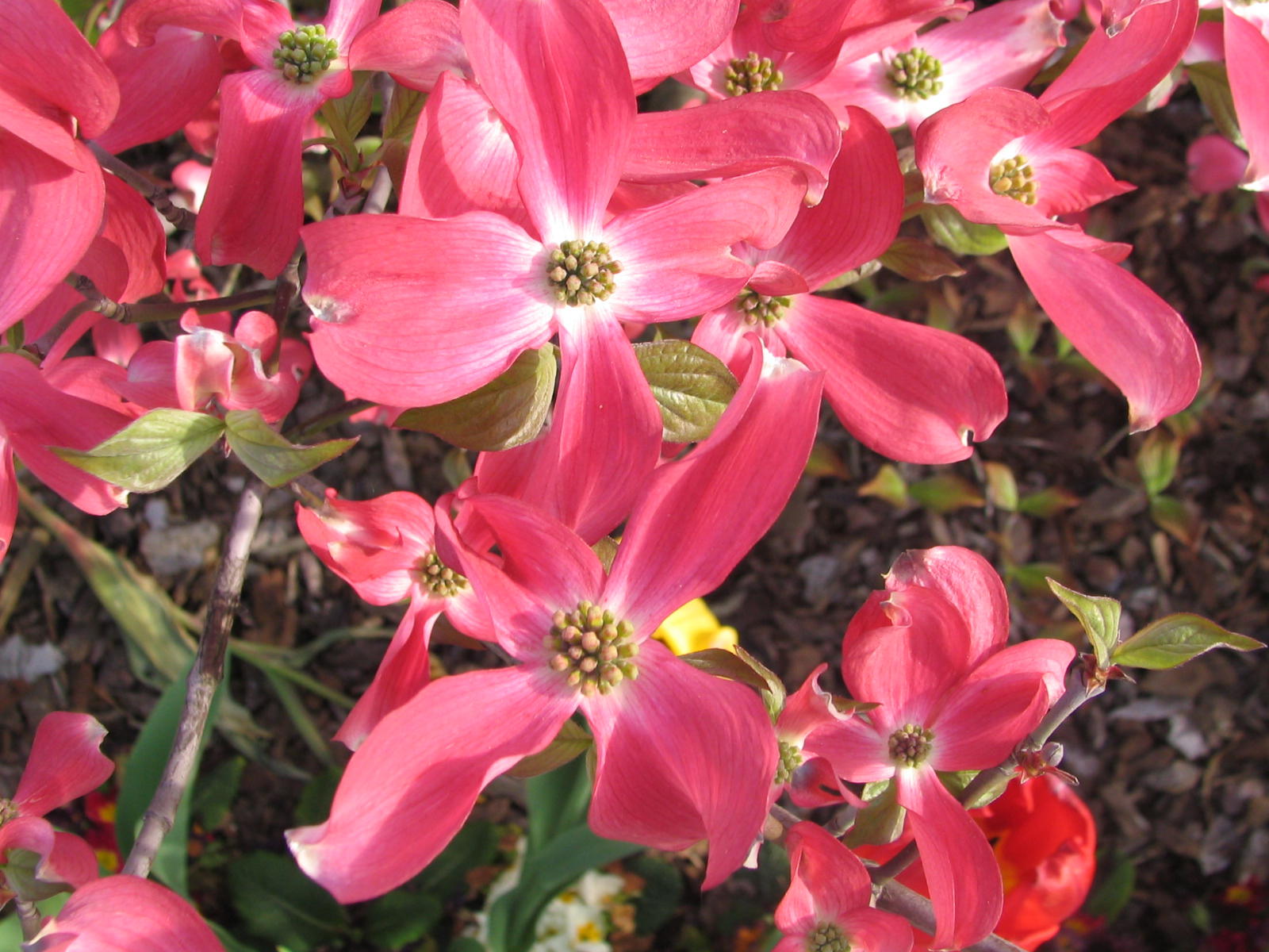 Fonds d'cran Nature Fleurs 