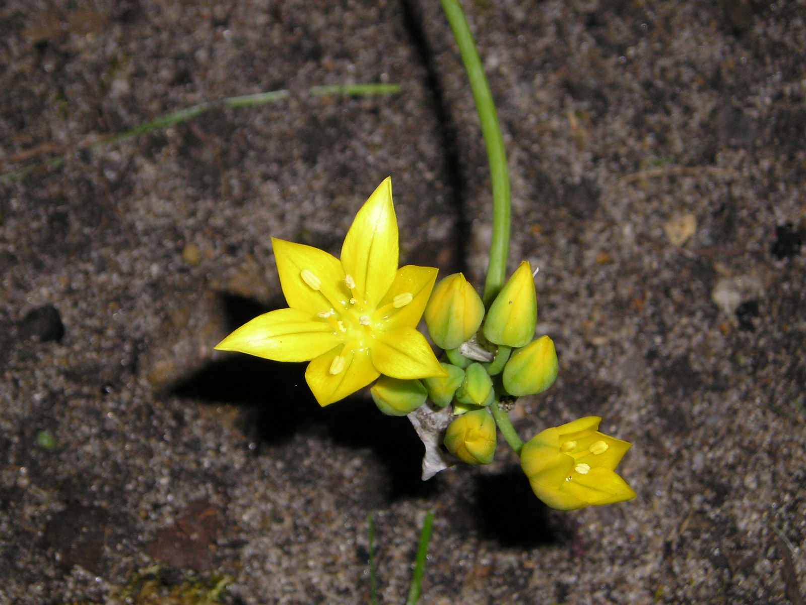 Fonds d'cran Nature Fleurs 