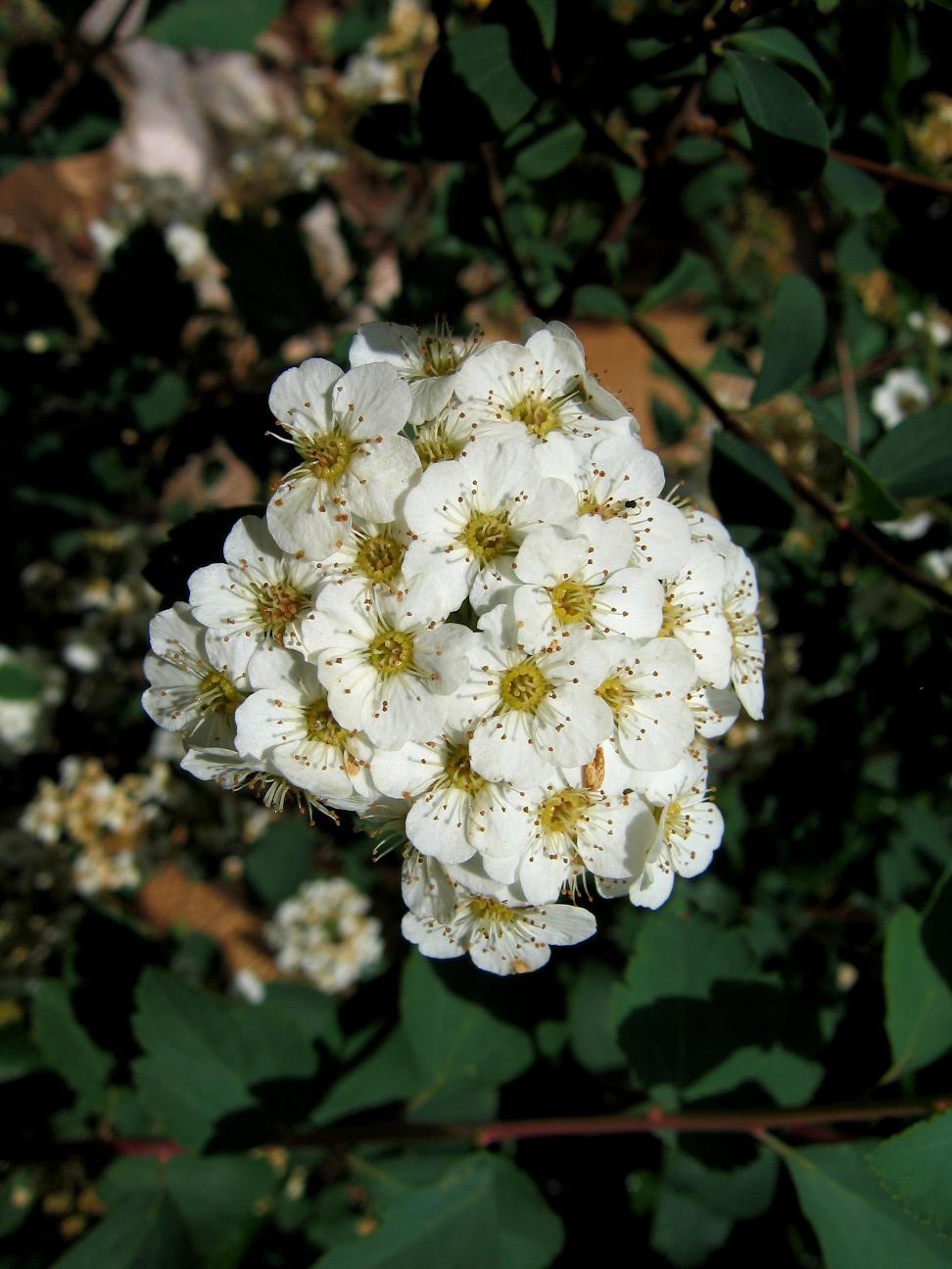 Fonds d'cran Nature Fleurs Petites flleurs  blanches scintillantes