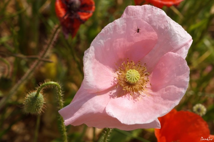 Wallpapers Nature Flowers Fleurs des champs