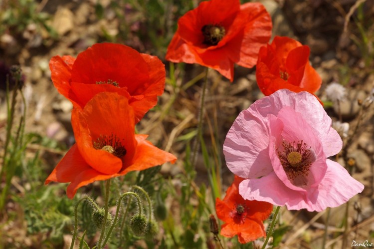 Wallpapers Nature Flowers Fleurs des champs