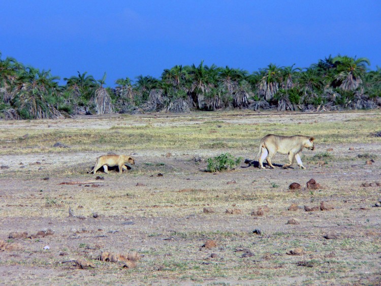 Wallpapers Animals Felines - Lions dans les traces de son grand frere