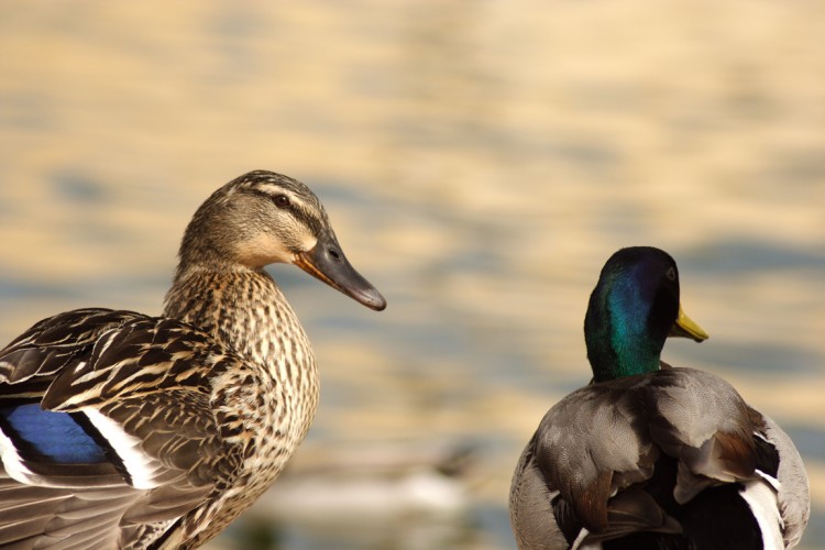 Wallpapers Animals Birds - Ducks canards