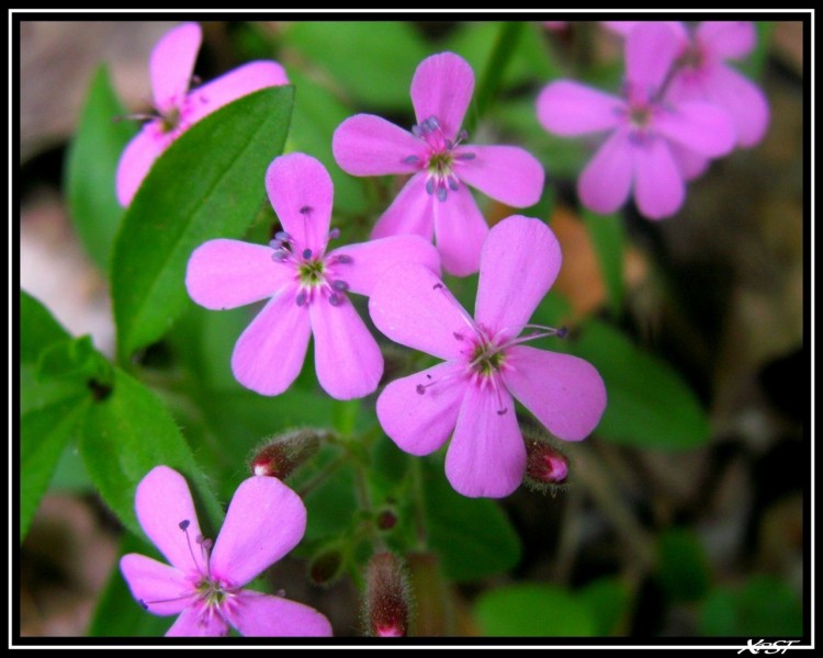 Fonds d'cran Nature Fleurs FLEUR