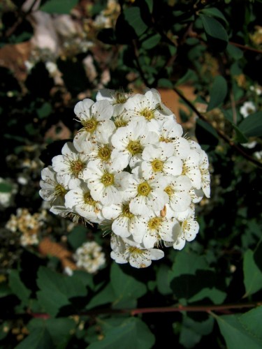 Fonds d'cran Nature Fleurs Petites flleurs  blanches scintillantes