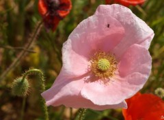 Wallpapers Nature Fleurs des champs