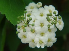 Fonds d'cran Nature Fleurs  papillons